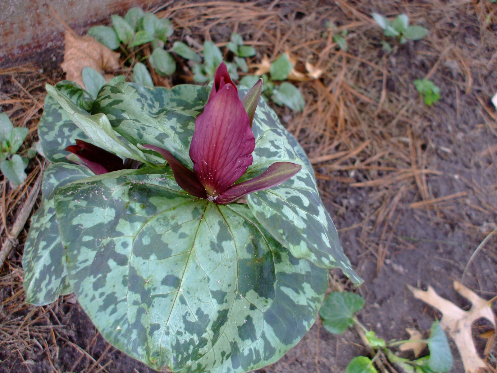 Trillium cuneatum